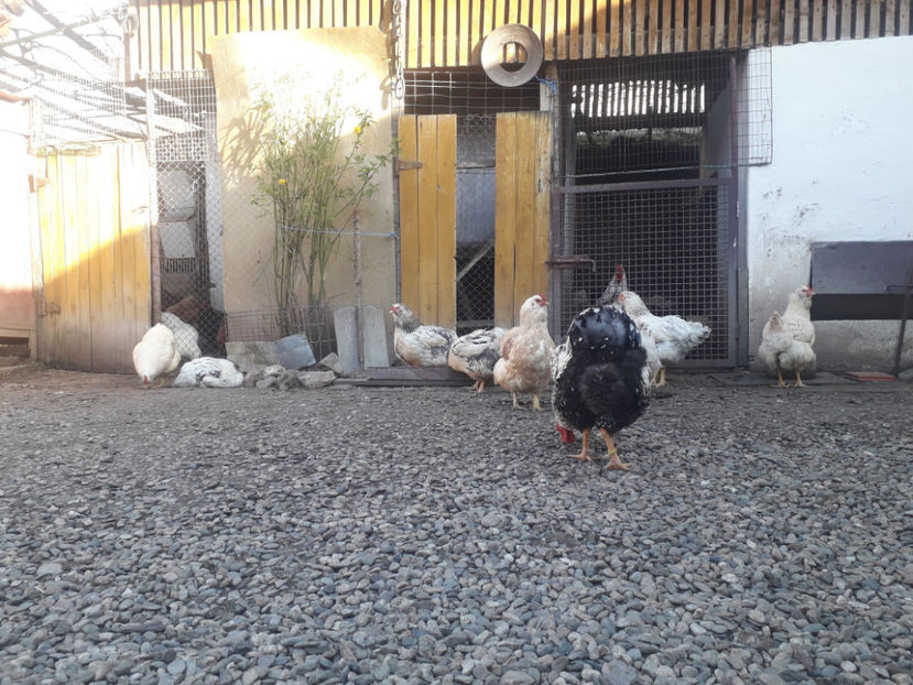  - 1 - MATCĂ I 2024 -