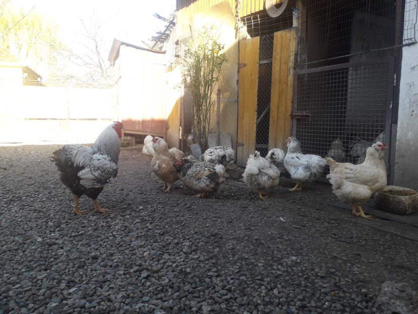  - 1 - MATCĂ I 2024 -