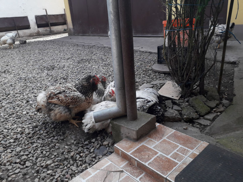  - 1 - MATCĂ I 2024 -