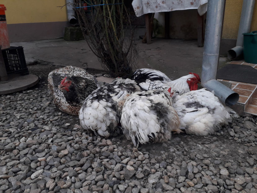  - 1 - MATCĂ I 2024 -
