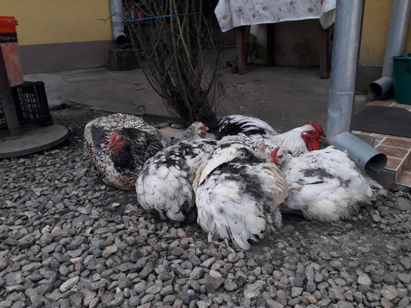  - 1 - MATCĂ I 2024 -