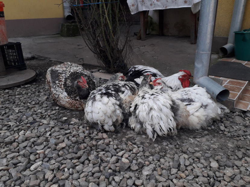  - 1 - MATCĂ I 2024 -