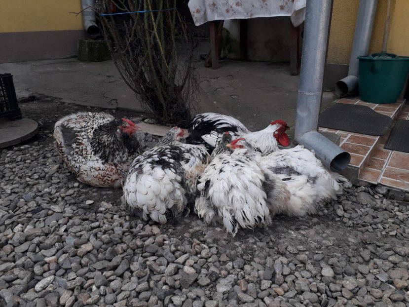  - 1 - MATCĂ I 2024 -