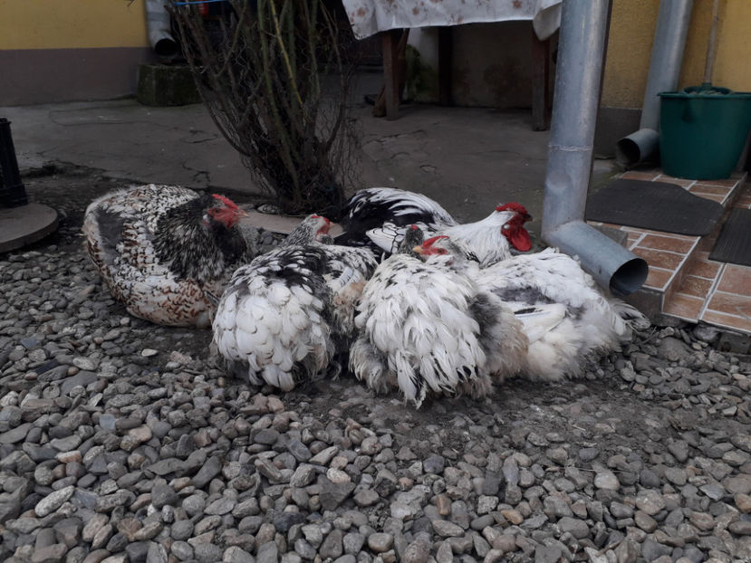  - 1 - MATCĂ I 2024 -