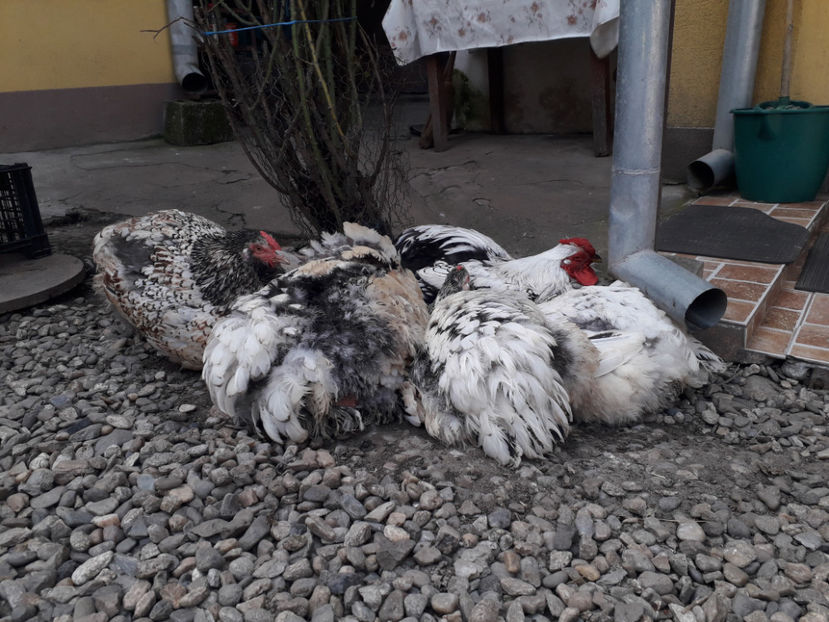  - 1 - MATCĂ I 2024 -