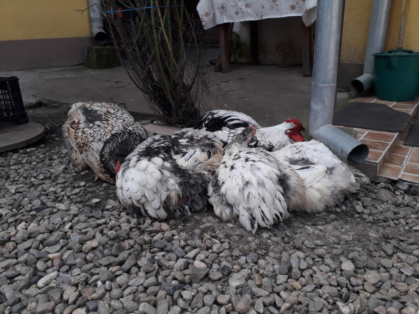  - 1 - MATCĂ I 2024 -