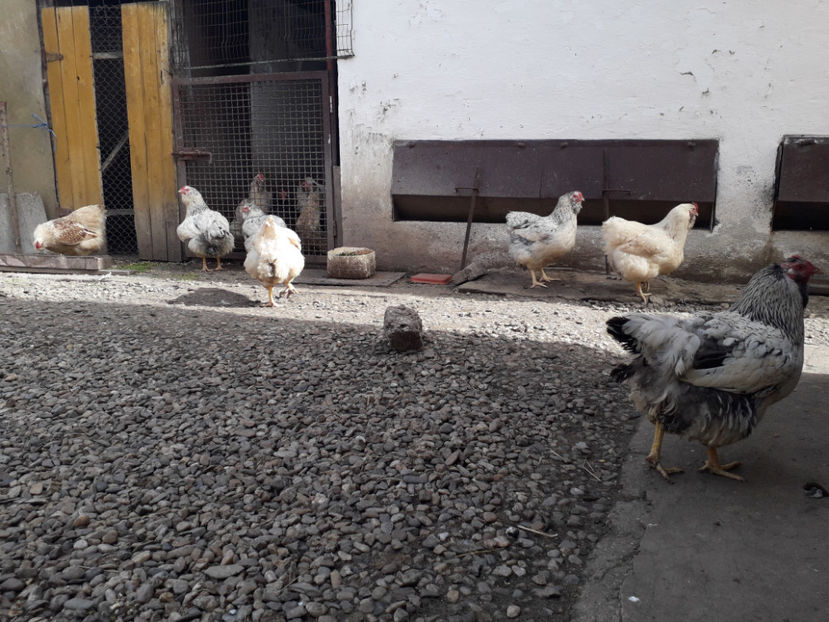  - 1 - MATCĂ I 2024 -