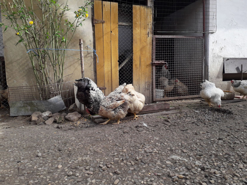  - 1 - MATCĂ I 2024 -