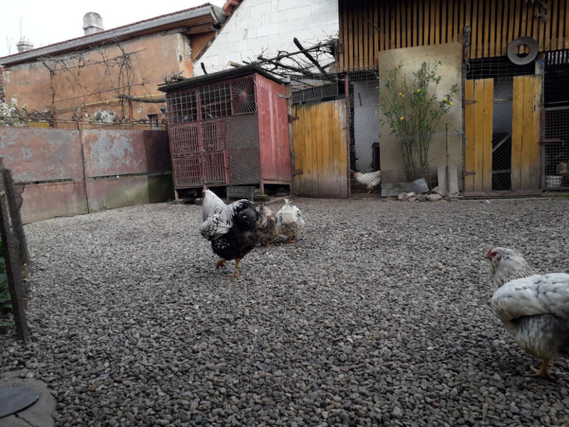  - 1 - MATCĂ I 2024 -