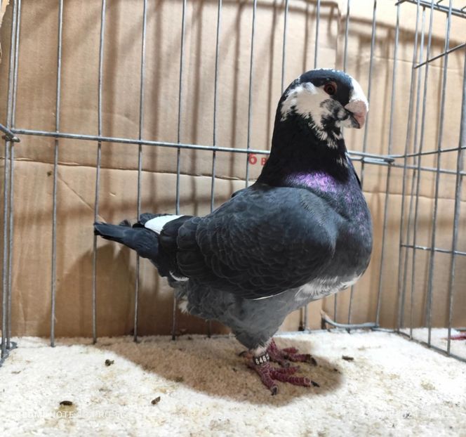 Masc 2022 - de vanzare