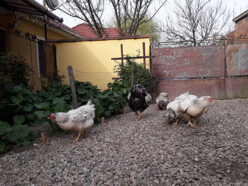  - 2 - MATCĂ I 2024 -