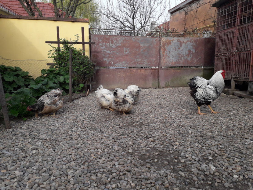  - 2 - MATCĂ I 2024 -