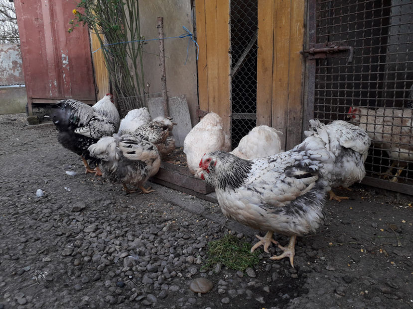  - 2 - MATCĂ I 2024 -
