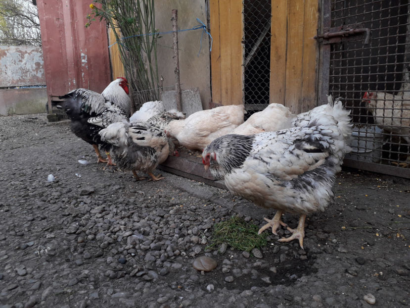  - 2 - MATCĂ I 2024 -
