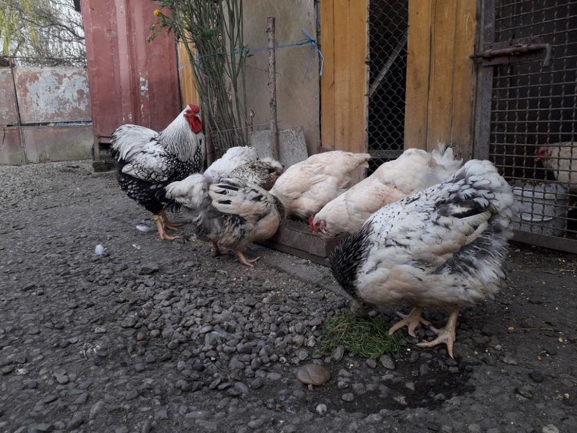  - 2 - MATCĂ I 2024 -