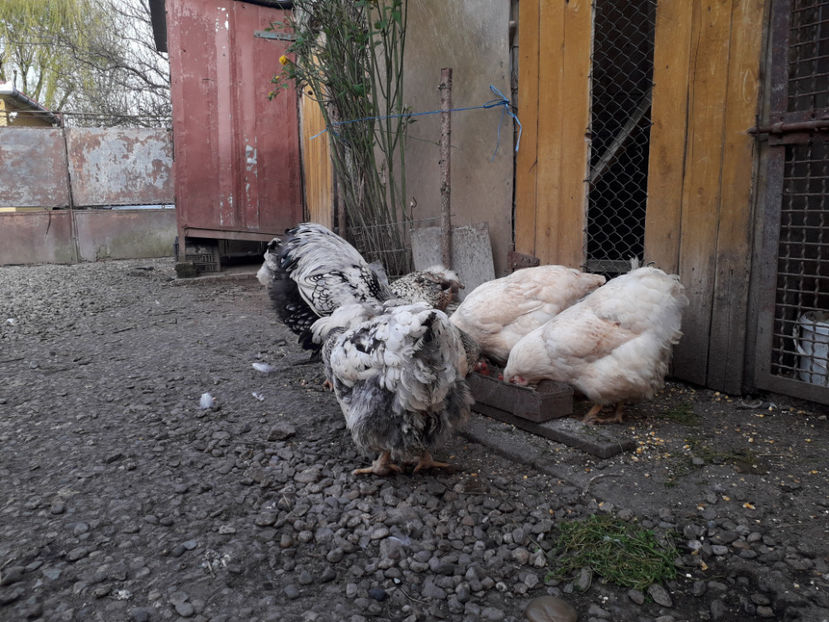  - 2 - MATCĂ I 2024 -