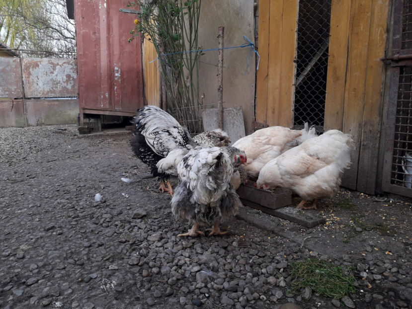  - 2 - MATCĂ I 2024 -