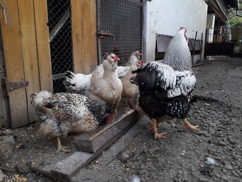  - 2 - MATCĂ I 2024 -
