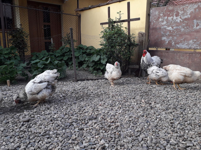  - 2 - MATCĂ I 2024 -