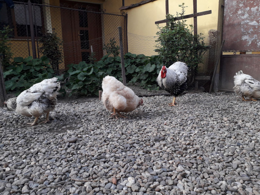 - 2 - MATCĂ I 2024 -
