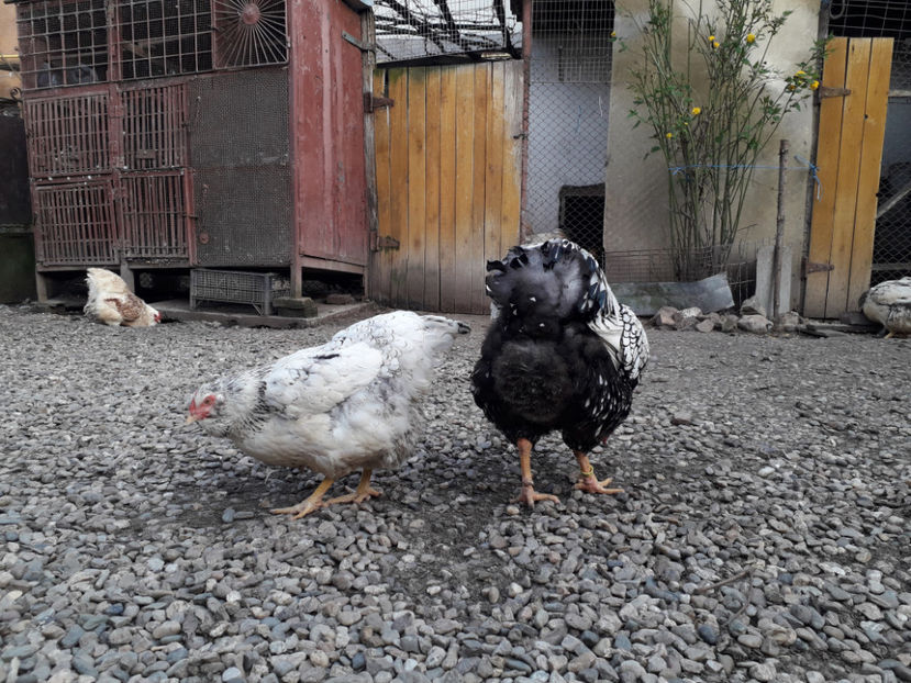  - 2 - MATCĂ I 2024 -