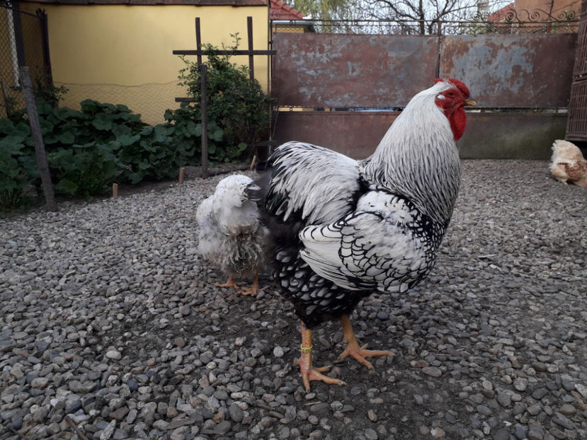  - 2 - MATCĂ I 2024 -