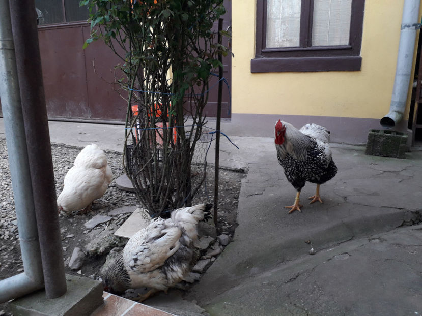  - 2 - MATCĂ I 2024 -