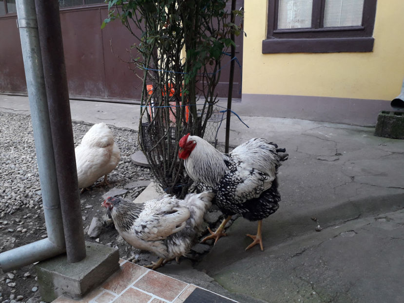  - 2 - MATCĂ I 2024 -