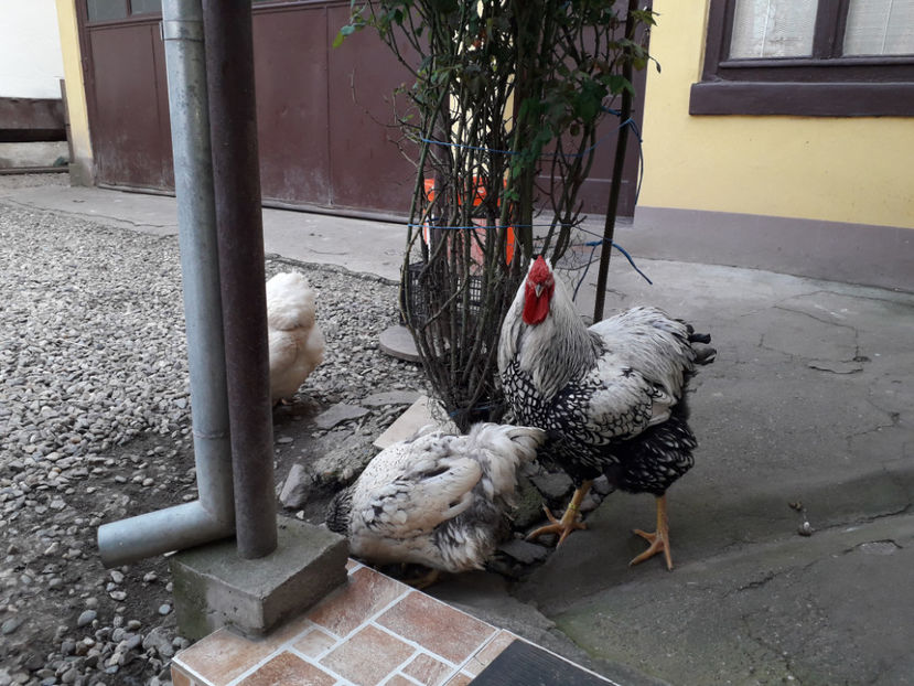  - 2 - MATCĂ I 2024 -
