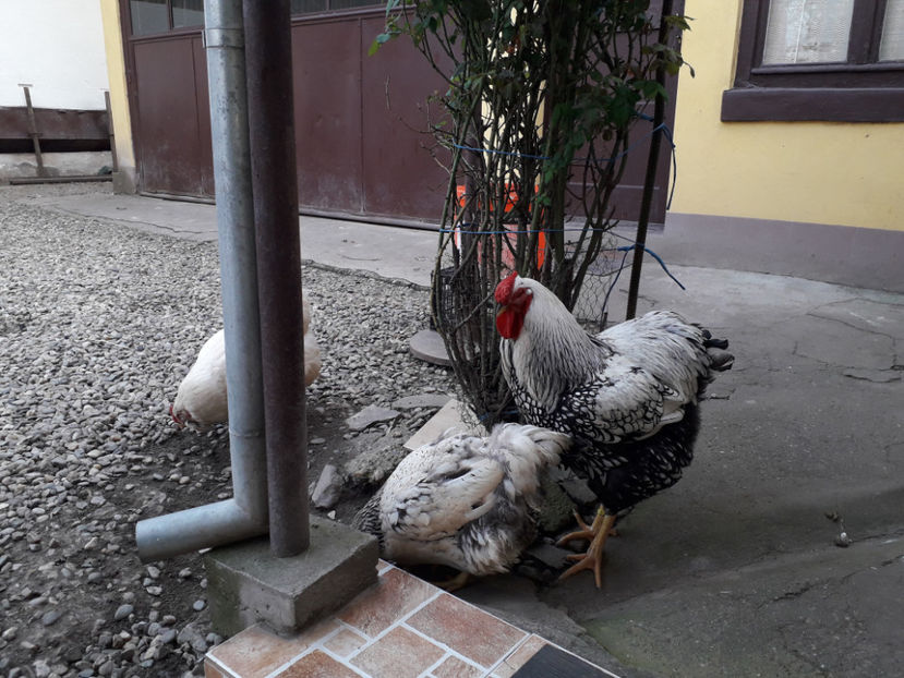  - 2 - MATCĂ I 2024 -