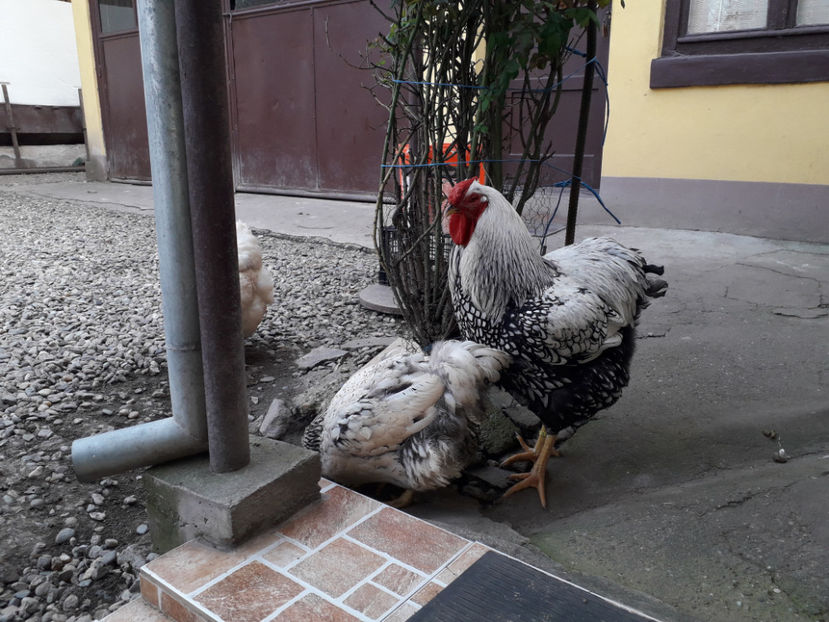  - 2 - MATCĂ I 2024 -