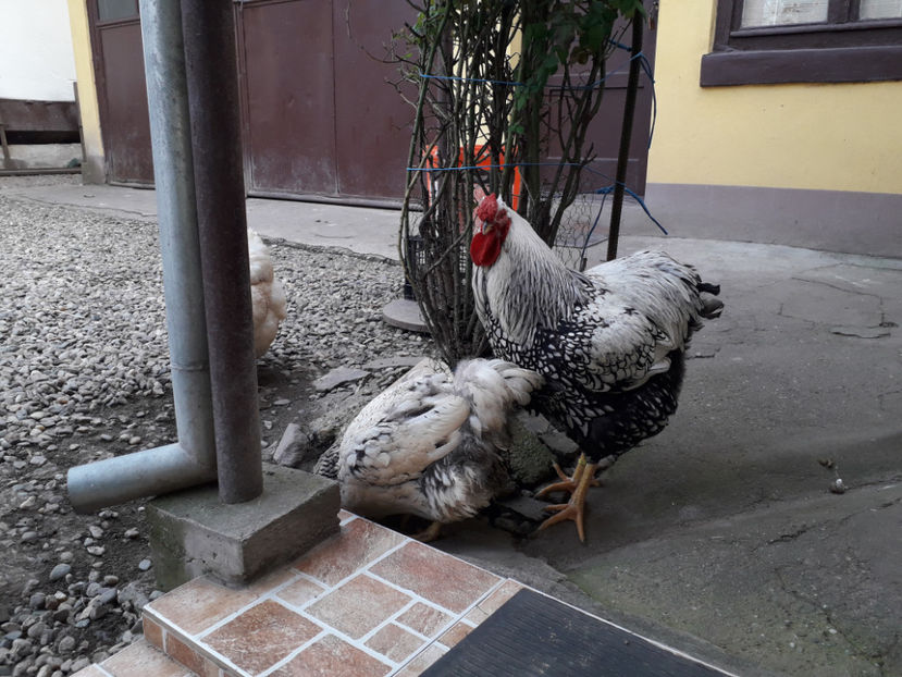  - 2 - MATCĂ I 2024 -