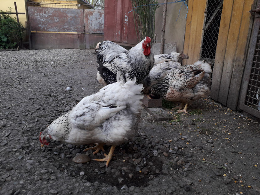  - 2 - MATCĂ I 2024 -