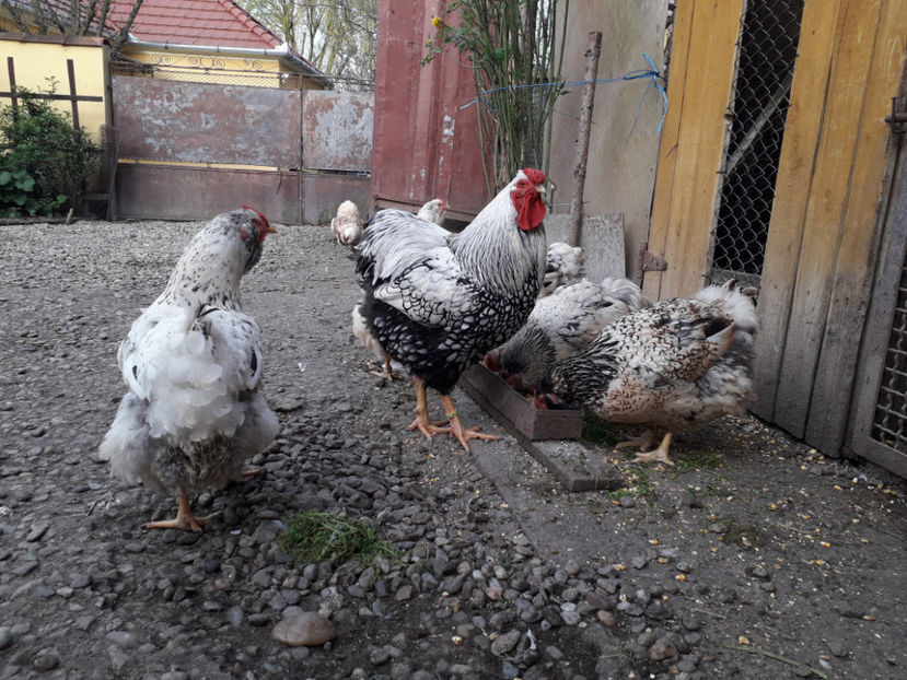  - 2 - MATCĂ I 2024 -