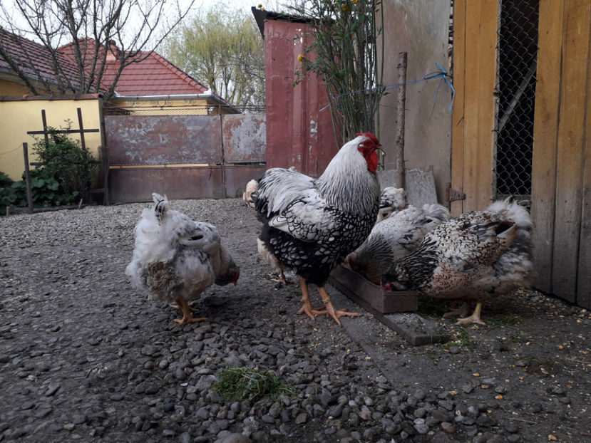  - 2 - MATCĂ I 2024 -
