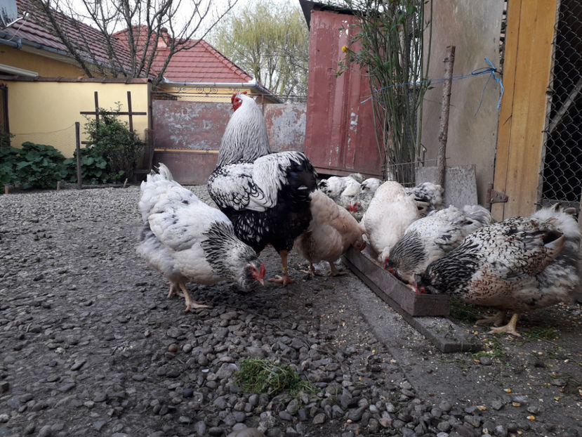  - 2 - MATCĂ I 2024 -