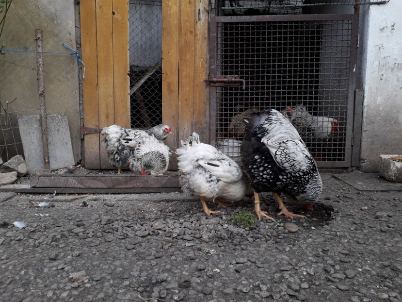  - 2 - MATCĂ I 2024 -