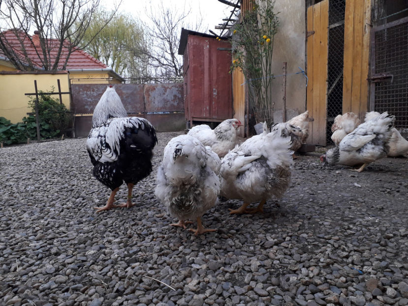  - 2 - MATCĂ I 2024 -