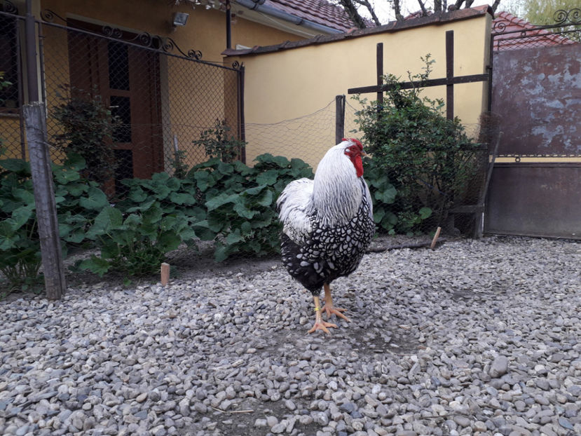  - 2 - MATCĂ I 2024 -