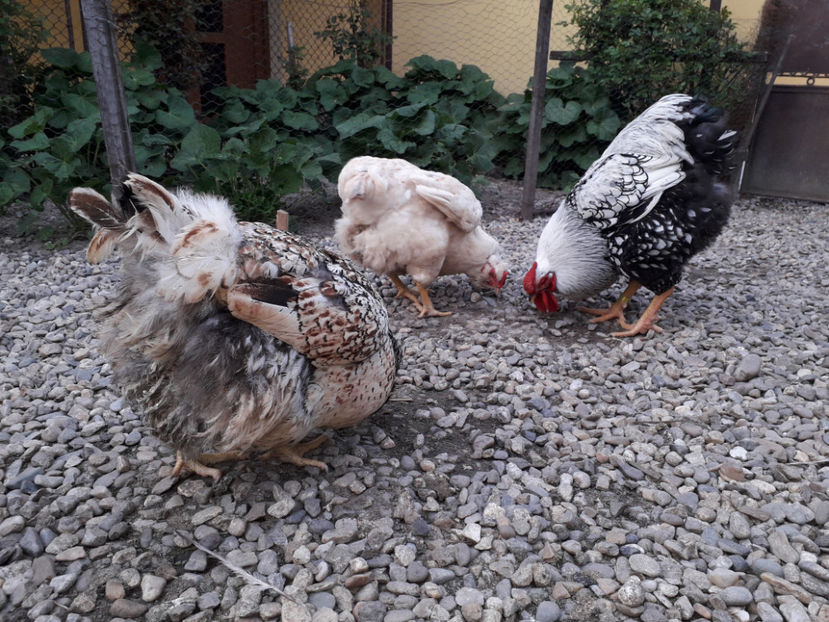  - 2 - MATCĂ I 2024 -