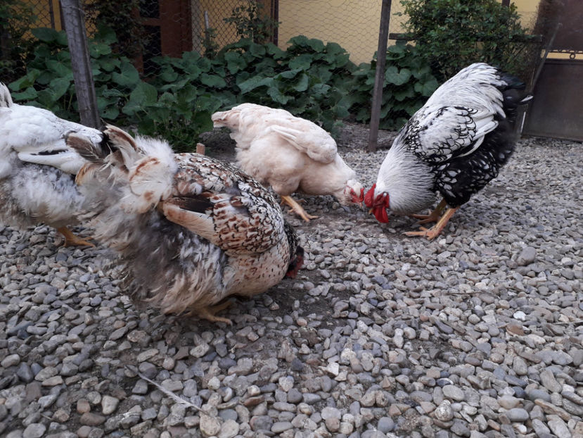  - 2 - MATCĂ I 2024 -