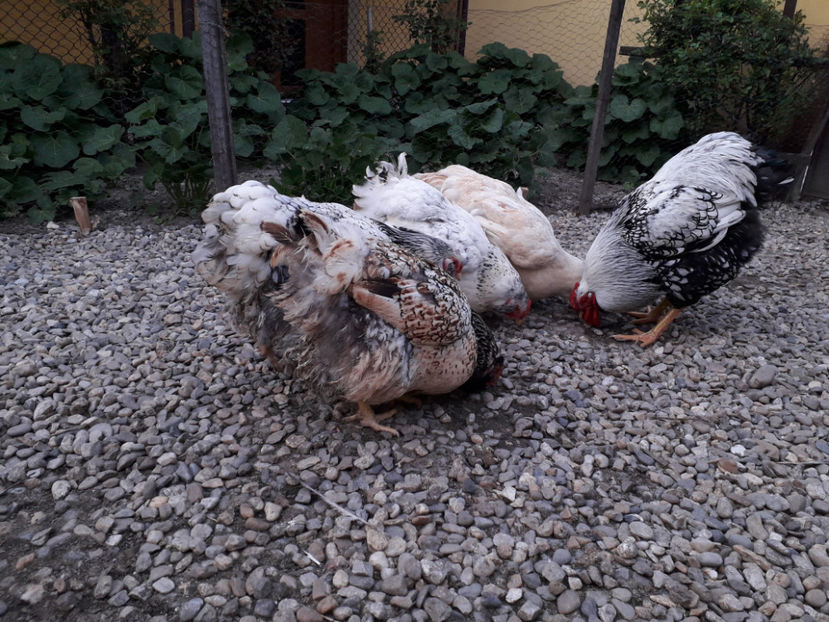  - 2 - MATCĂ I 2024 -