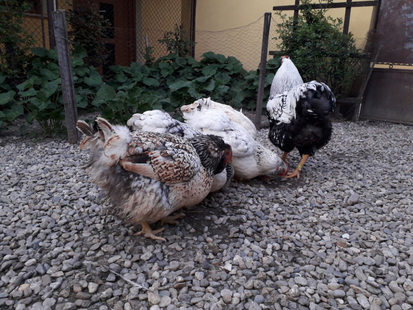  - 2 - MATCĂ I 2024 -