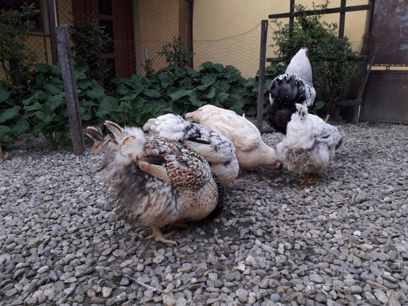  - 2 - MATCĂ I 2024 -