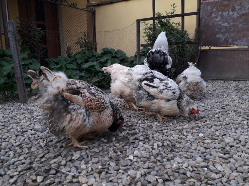  - 2 - MATCĂ I 2024 -