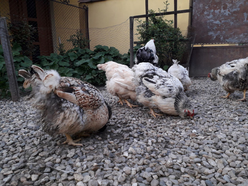  - 2 - MATCĂ I 2024 -