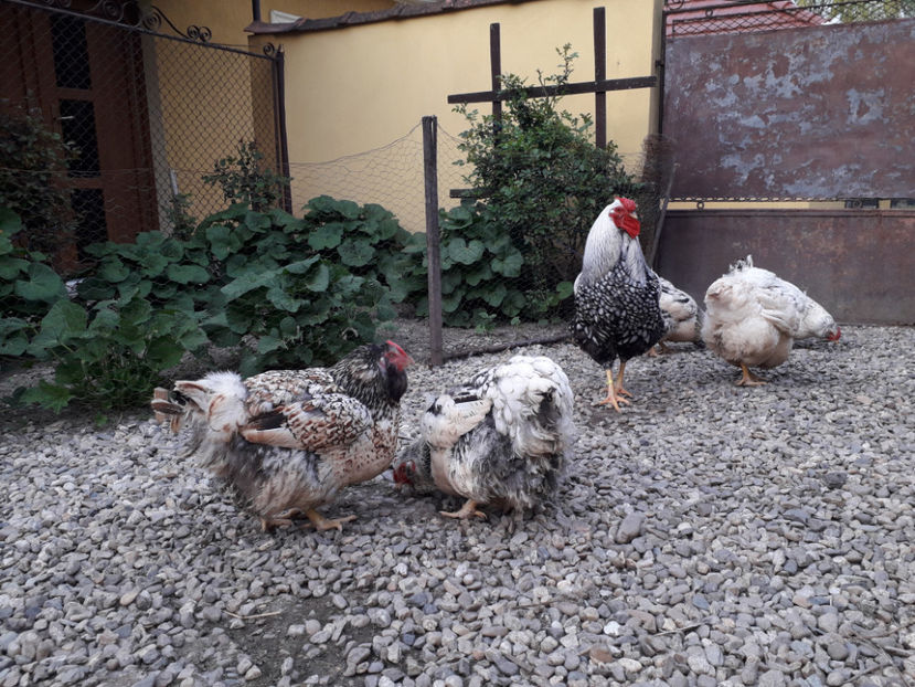  - 2 - MATCĂ I 2024 -