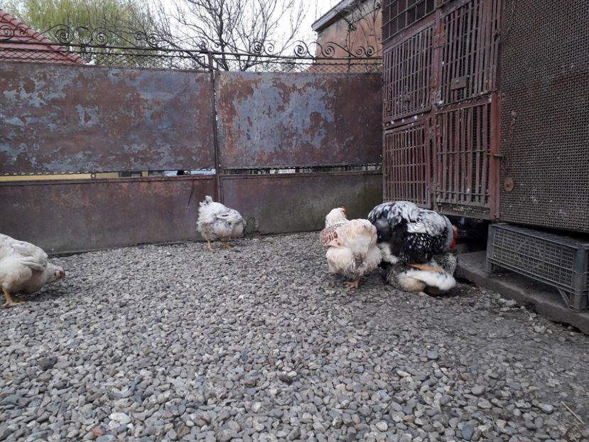  - 2 - MATCĂ I 2024 -