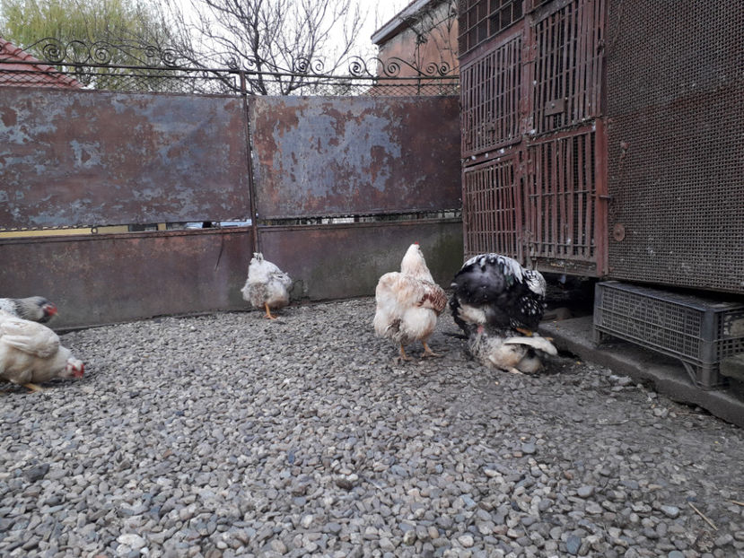  - 2 - MATCĂ I 2024 -