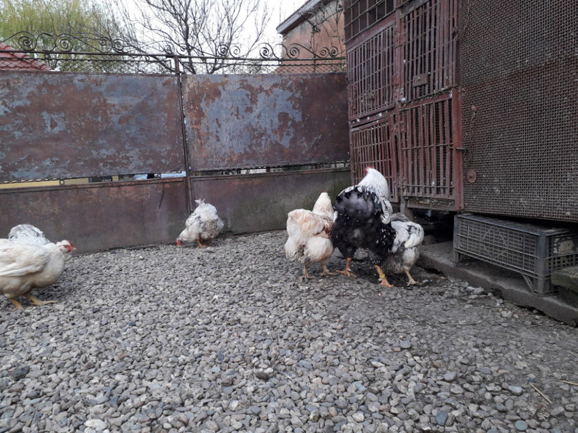  - 2 - MATCĂ I 2024 -